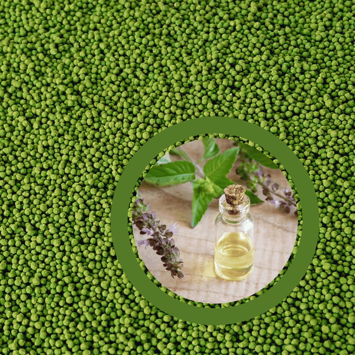 Encapsulated-Tulsi-Oil-Beads